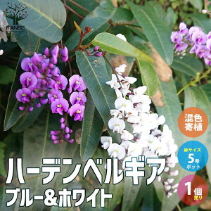 yzn[fxMA rIZA u[zCgF  A5 1  ( R}`tW ) qgco} rIZA u[ zCg A  [