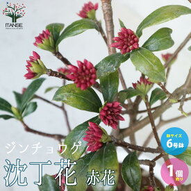 楽天市場 金木犀 鉢植え 室内の通販