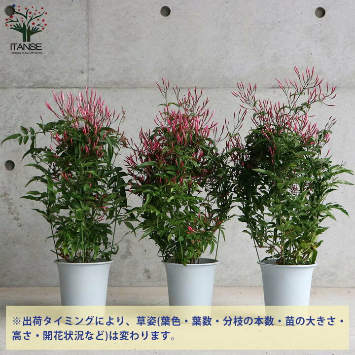 楽天市場 送料無料 ハゴロモジャスミン 羽衣ジャスミン 庭木 4号鉢 1個売り はごろもジャスミン 香りの王様 Asminum Polyanthum 生け垣 ガーデニング 植物販売のitanse楽天市場店 楽天市場 送料無料 ハゴロモジャスミン 羽衣ジャスミン 庭木 4号鉢 1個売り はごろもジャスミン 香りの王様 Asminum Polyanthum 生け垣 ガーデニング 植物販売のitanse楽天市場店