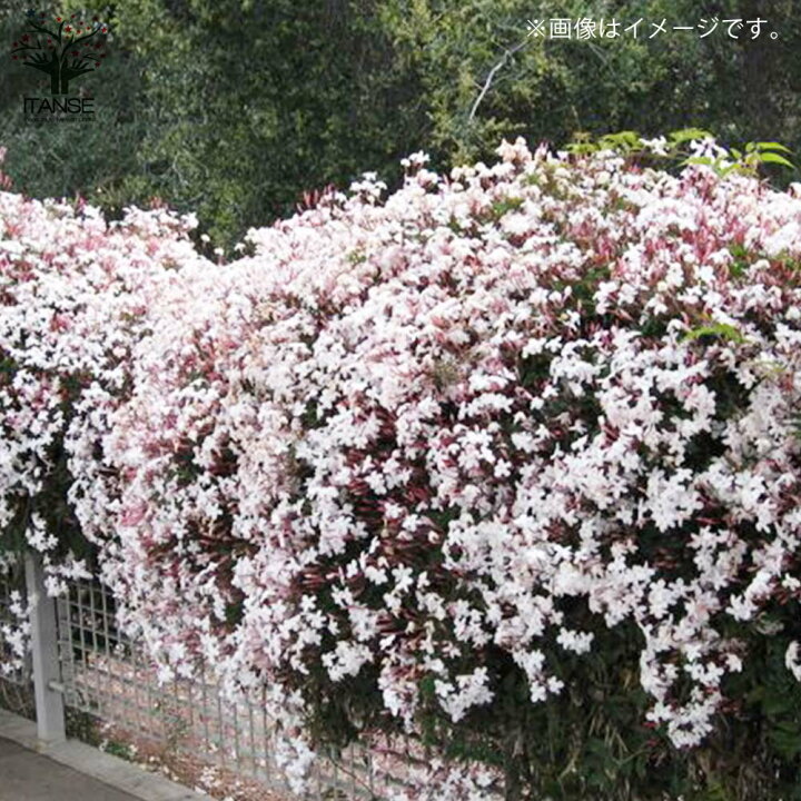 楽天市場 送料無料 ハゴロモジャスミン 羽衣ジャスミン 庭木 4号鉢 1個売り はごろもジャスミン 香りの王様 Asminum Polyanthum 生け垣 ガーデニング 植物販売のｉｔａｎｓｅ楽天市場店