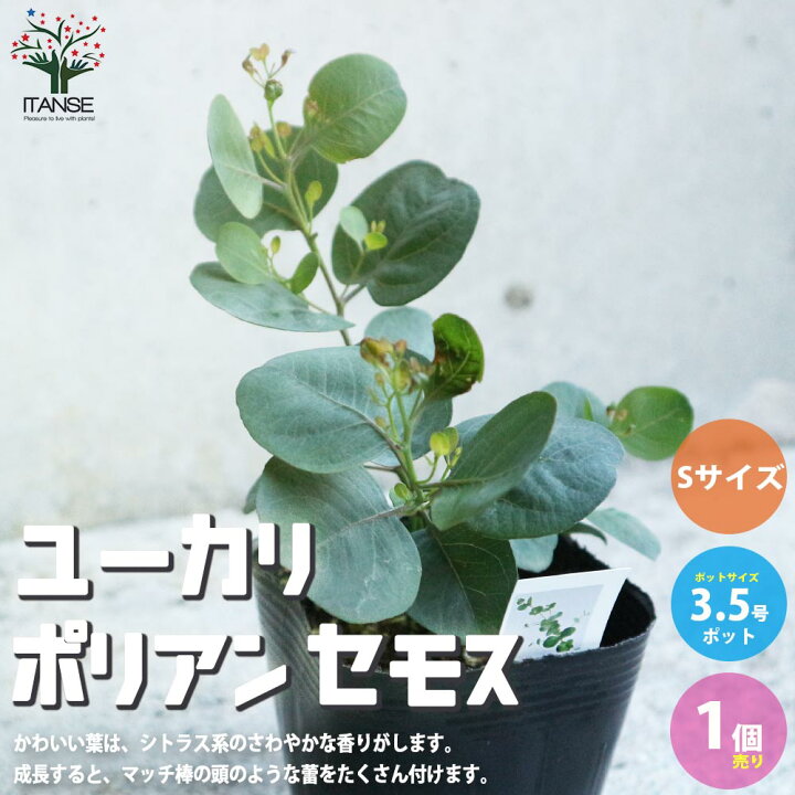 楽天市場 送料無料 ユーカリポリアンセモス 庭木 3 5号ポット Sサイズ小苗 1個売り ユーカリ ユーカリの苗 ユーカリの苗木 グニー グニユーカリ グニーユーカリ 庭木 植物販売のｉｔａｎｓｅ楽天市場店