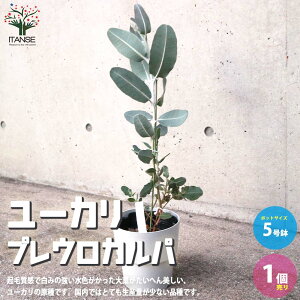 ユーカリ 苗 盆栽 植木の人気商品 通販 価格比較 価格 Com