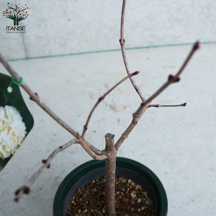 楽天市場 送料無料 ビバーナム スノーボール 庭木 5号鉢 Sサイズ 1個売り ビバーナム スノーボール セイヨウテマリカンボク オオデマリ 西洋手毬肝木 花木 苗木 庭木 お香 シャンプー エッセンシャルオイル 植物販売のｉｔａｎｓｅ楽天市場店