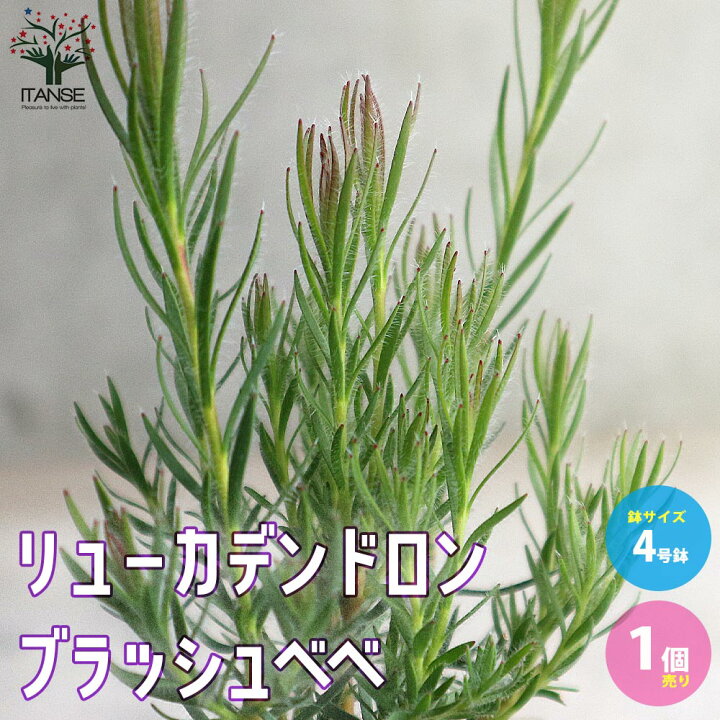 楽天市場】【送料無料】リューカデンドロン ブラッシュベベ 庭木 4号 