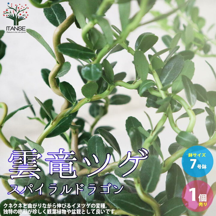 楽天市場 送料無料 雲竜ツゲ 庭木 盆栽 観葉植物 7号鉢大苗 1個売り リビング オフィス 事務所 インテリア 大型 おしゃれ オシャレ お祝い 植物販売のｉｔａｎｓｅ楽天市場店