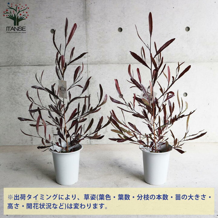 楽天市場 送料無料 ドドナエア プルプレア パープレア 庭木 6号鉢 1個売り ホップブッシュ パープレア プルプレア ビスコーサ ハウチワノキ カラーリーフ 寄せ植え 庭園菜園 ギフト プレゼント 贈り物 植物販売のｉｔａｎｓｅ楽天市場店