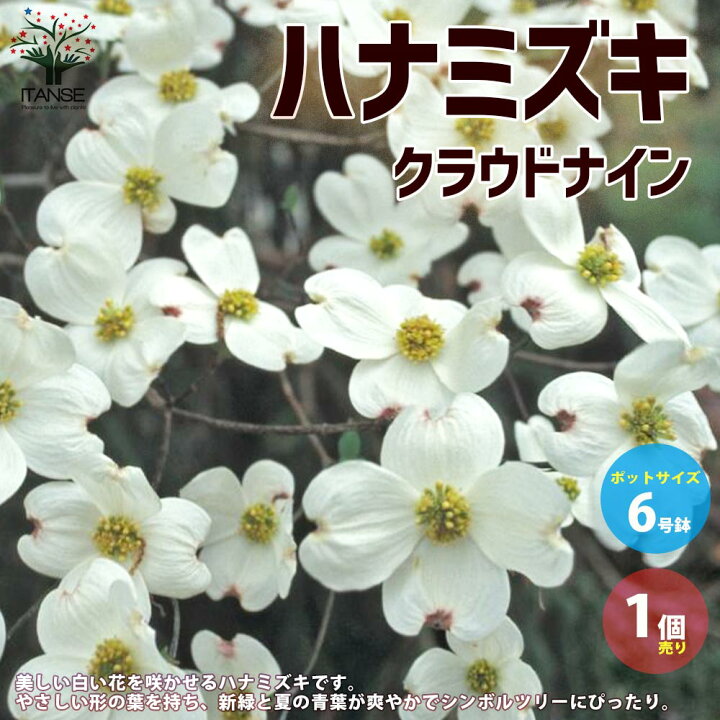 楽天市場 送料無料 ハナミズキ クラウドナイン 庭木 6号鉢 1個売り 花水木 アメリカハナミズキ アメリカヤマボウシ はなみずき 花壇 栽培 植物販売のｉｔａｎｓｅ楽天市場店