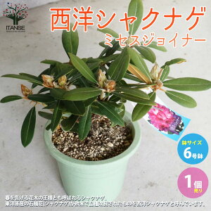 ySSԑSi10OFFzmVNiQ ( Γ ) iF~ZXWCi[  6 1 [hfh Rhododendron |i K[fjO V{c[ ӏ  [