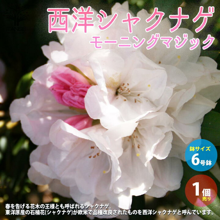 楽天市場 送料無料 西洋シャクナゲ 石楠花 品種 モーニングマジック 庭木 6号鉢 1個売り ロードデンドロン Rhododendron 園芸品種 ガーデニング シンボルツリー 鑑賞 植物販売のｉｔａｎｓｅ楽天市場店