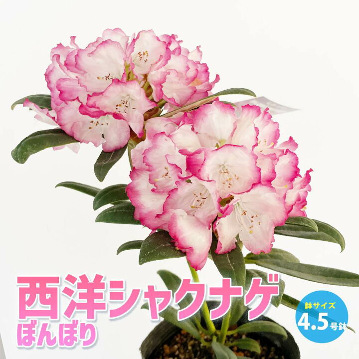 楽天市場 送料無料 西洋シャクナゲ 石楠花 品種 ぼんぼり 庭木 4 5号鉢 1個売り ロードデンドロン Rhododendron 園芸品種 ガーデニング シンボルツリー 鑑賞 植物販売のｉｔａｎｓｅ楽天市場店