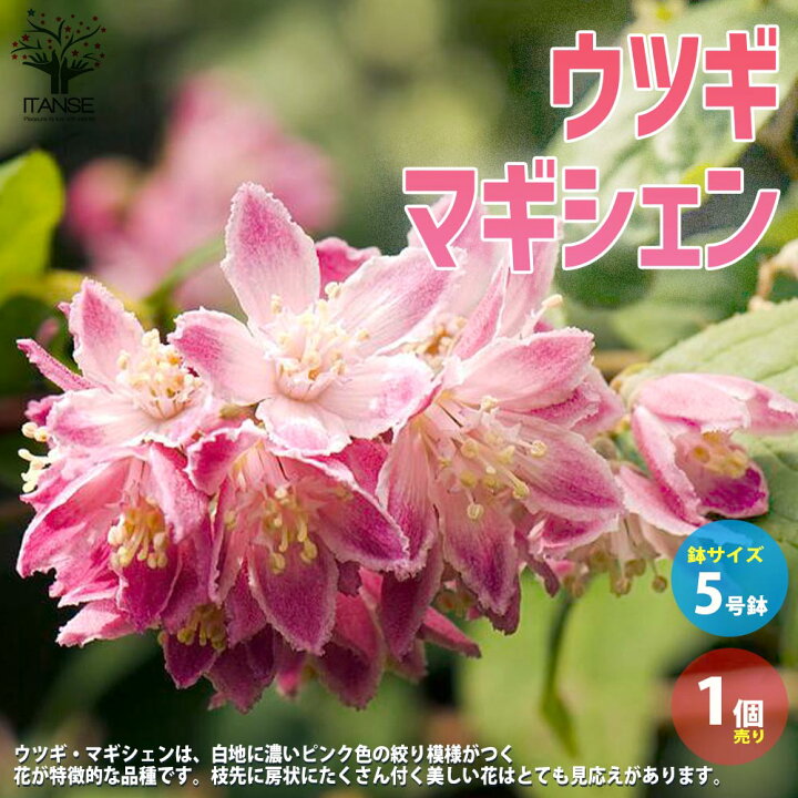 楽天市場 送料無料 ウツギ マギシェン 庭木 5号鉢 1個売り 紅花梅花空木 ベニバナバイカウツギ 赤花空木 アカバナウツギ マギシェン ウツギ 植物販売のｉｔａｎｓｅ楽天市場店