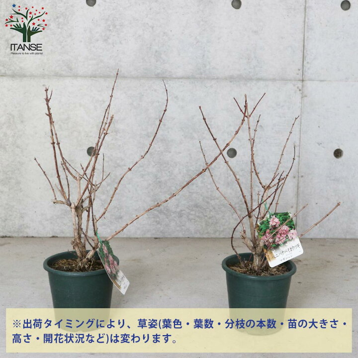 楽天市場 送料無料 ウツギ マギシェン 庭木 5号鉢 1個売り 紅花梅花空木 ベニバナバイカウツギ 赤花空木 アカバナウツギ マギシェン ウツギ 植物販売のｉｔａｎｓｅ楽天市場店