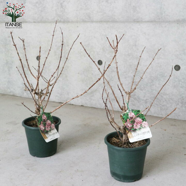 楽天市場 送料無料 ウツギ マギシェン 庭木 5号鉢 1個売り 紅花梅花空木 ベニバナバイカウツギ 赤花空木 アカバナウツギ マギシェン ウツギ 植物販売のｉｔａｎｓｅ楽天市場店