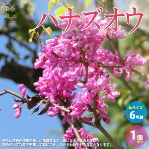 yzniYIE  6 1 Cercis chinensis niYIE ԑhF J[[t c Ԗ   [