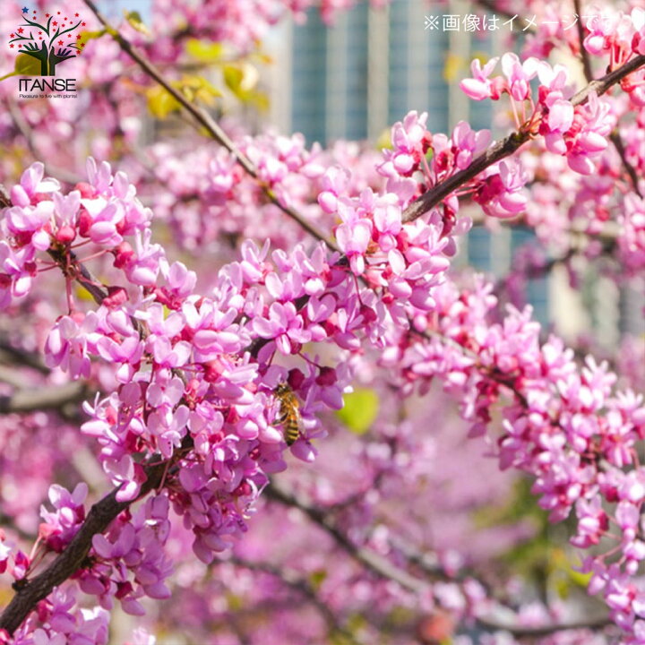 楽天市場 送料無料 ハナズオウ 庭木 6号 1個売り Cercis Chinensis ハナズオウ 花蘇芳 カラーリーフ 苗木 花木 庭木 植物販売のitanse楽天市場店 楽天市場 送料無料 ハナズオウ 庭木 6号 1個売り Cercis Chinensis ハナズオウ 花蘇芳 カラーリーフ 苗木 花木 庭木 植物販売のitanse楽天市場店