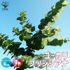 楽天市場 ユーカリ 苗の通販