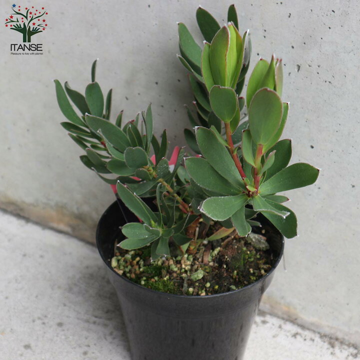 時間指定不可 サンガーデン 花木切花盆栽庭木肥料5 6 1 5 Discoversvg Com