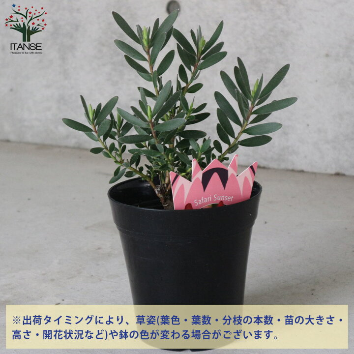 楽天市場】【ポイント5倍☆マラソン期間】リューカデンドロン 