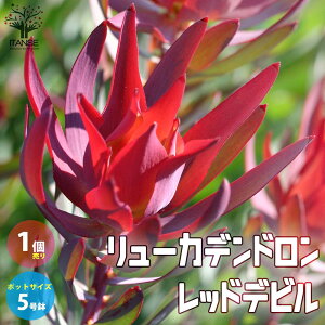 yz[Jfh bhfr  5|bg 1 t M[W }KV t[AWg  [