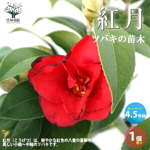 yz ( coL ) ̕cؕiFg ( REQcANiCcL )  4.5 1 coLc coL̕c ֕c ւ̕c  [