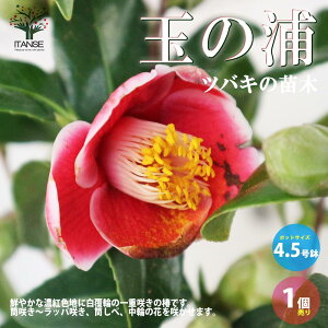 yz ( coL ) ̕cؕiFʂ̉Y ( ^}mE )  4.5 1 coLc coL̕c ֕c ւ̕c  [