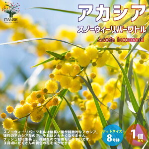 アカシア 花 植木 盆栽の人気商品 通販 価格比較 価格 Com
