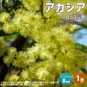 アカシア 花 植木 盆栽の人気商品 通販 価格比較 価格 Com