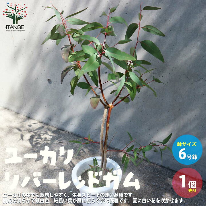 楽天市場 送料無料 ユーカリ リバーレッドガム カマルドレンシス の苗木 庭木 6号鉢 1個売り ユーカリ ユーカリの苗 ユーカリの苗木 植物 販売のitanse楽天市場店 楽天市場 送料無料 ユーカリ リバーレッドガム カマルドレンシス の苗木 庭木 6号鉢 1個売り ユーカリ ユーカリの苗 ユーカリの苗木 植物 販売のitanse楽天市場店
