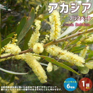 �y���������z�A�J�V�A �u���X�x�[�� ��� 6���|�b�g�c 1���� �A�J�V�A �t�����[�A�����W�����g �Ԃ̂����炵 �t�����[�o�����^�C�� �~�j�A�����W�����g �������� ���[