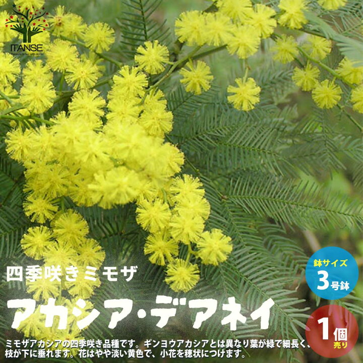 楽天市場】【送料無料】四季咲きミモザアカシア デアネイ 庭木 3号 