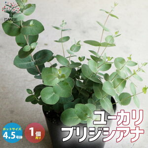ユーカリ 苗 盆栽 植木の人気商品 通販 価格比較 価格 Com