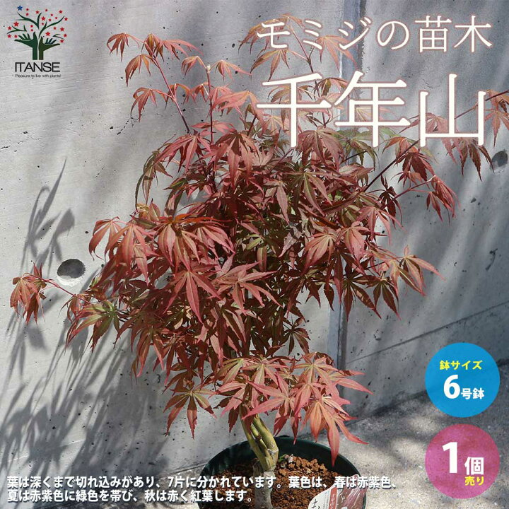 楽天市場】【送料無料】モミジ(カエデ)の苗木品種：千年山(千歳山 