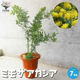 【送料無料】ミモザアカシア 【庭木 7号鉢大苗／1個売り】アカシア ミモザ flower トナカイの角 クリスマス 矮性 花 フラワーアレンジメント 花のある暮らし フラワーバレンタイン ミニアレンジメント