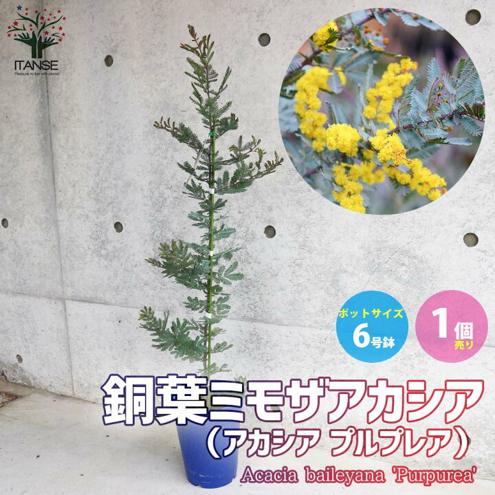 楽天市場 送料無料 アカシアプルプレア 銅葉ミモザアカシア 庭木 6号鉢苗 1個売り ギンヨウアカシア ハナアカシア 半耐寒性常緑低木 カラーリーフ 植物販売のｉｔａｎｓｅ楽天市場店