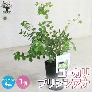 ユーカリ 苗 盆栽 植木の人気商品 通販 価格比較 価格 Com