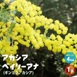 植木 盆栽 ミモザの人気商品 通販 価格比較 価格 Com