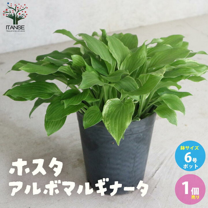 楽天市場 送料無料 ホスタ アルボマルギナータ 庭木 宿根草 6号ポット 1個売り Hosta苗 ギボウシ苗 ギボウシの苗 擬宝珠 シェードガーデン 植物販売のitanse楽天市場店 楽天市場 送料無料 ホスタ アルボマルギナータ 庭木 宿根草 6号ポット 1個売り Hosta苗 ギボウシ苗 ギボウシの苗 擬宝珠 シェードガーデン 植物販売のitanse楽天市場店