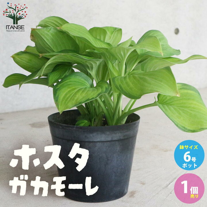 楽天市場 送料無料 ホスタ ガカモーレ 庭木 宿根草 6号ポット 1個売り Hosta苗 ギボウシ苗 ギボウシの苗 擬宝珠 シェードガーデン 植物販売のitanse楽天市場店 楽天市場 送料無料 ホスタ ガカモーレ 庭木 宿根草 6号ポット 1個売り Hosta苗 ギボウシ苗 ギボウシの苗 擬宝珠 シェードガーデン 植物販売のitanse楽天市場店