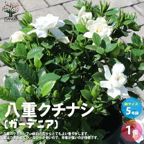楽天市場】大輪 八重咲き クチナシの通販