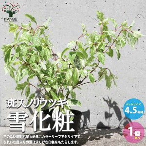 アジサイ 鉢植え 植木 盆栽の人気商品 通販 価格比較 価格 Com