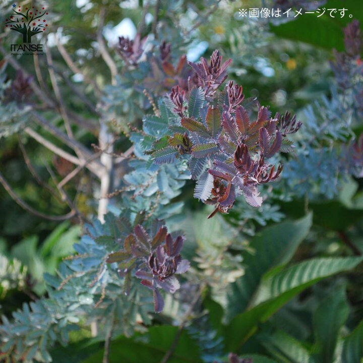 楽天市場 送料無料 アカシアプルプレア 銅葉ミモザアカシア 庭木 9cmポット お買い得2個セット ギンヨウアカシア ハナアカシア 半耐寒性常緑低木 カラーリーフ 植物販売のｉｔａｎｓｅ楽天市場店