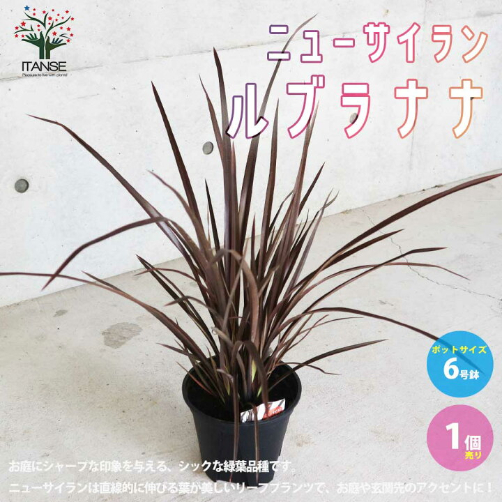 楽天市場】【送料無料】ニューサイラン(入才蘭) ルブラナナ【多年草  