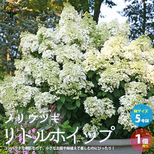 アジサイ 鉢植え 植木 盆栽の人気商品 通販 価格比較 価格 Com