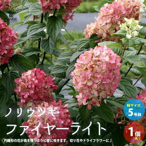 アジサイ 鉢植え 植木 盆栽の人気商品 通販 価格比較 価格 Com