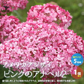 【送料無料】アメリカアジサイ「 ピンクのアナベル2」【庭木 5号ポット／1個売り】アメリカノリノキ 紫陽花 ドライフラワーとしても人気 PVP
