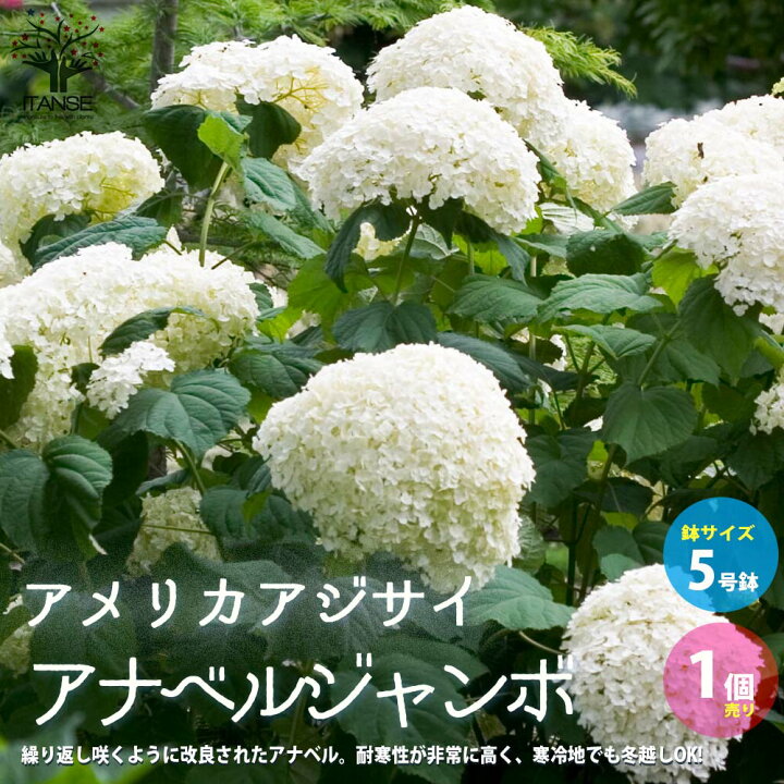 楽天市場 送料無料 アメリカアジサイ アナベルジャンボ 庭木 5号ポット 1個売り アメリカノリノキ 紫陽花 ドライフラワーとしても人気 植物 販売のｉｔａｎｓｅ楽天市場店