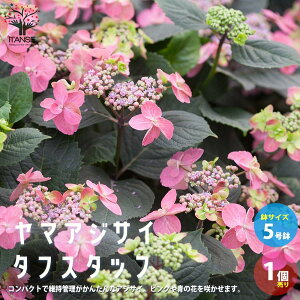 アジサイ 鉢植え 植木 盆栽の人気商品 通販 価格比較 価格 Com