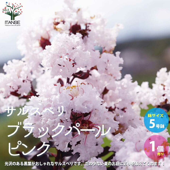 楽天市場 送料無料 サルスベリ ライトピンク 庭木 5号ポット 1個売り 百日紅 ヒャクジツコウ シンボルツリーや誕生 結婚 引越の記念樹として人気 植物販売のｉｔａｎｓｅ楽天市場店