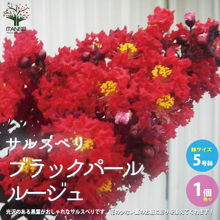 楽天市場 送料無料 サルスベリ ブラックパール ルージュ 庭木 5号ポット 1個売り 百日紅 ヒャクジツコウ シンボルツリーや誕生 結婚 引越の記念樹として人気 植物販売のｉｔａｎｓｅ楽天市場店