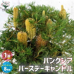 針葉樹 花 Diy 工具の人気商品 通販 価格比較 価格 Com